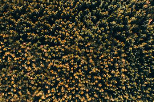ig: @alexisantoine1 aerial view of trees pollen